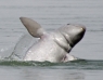 DKoehl_Irrawaddi_Dolphin_jumping