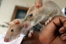 rats_two_close_med